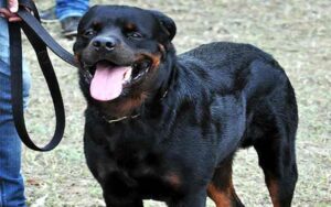 Registration-of-pet-dogs-in.jpg