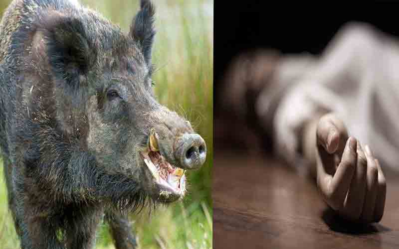 जंगली सूअर ने 52 वर्षीय व्यक्ति पर किया हमला, खाई में गिरने से दर्दनाक मौत