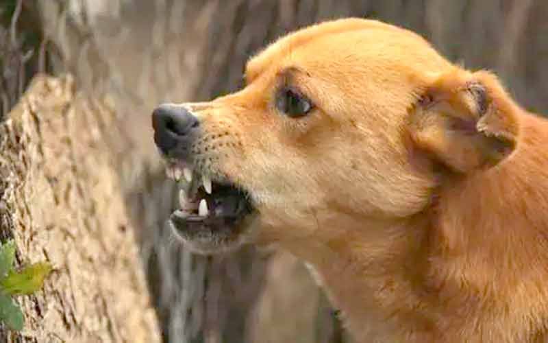 नाहन यशवंत विहार में पागल कुत्ते का आतंक