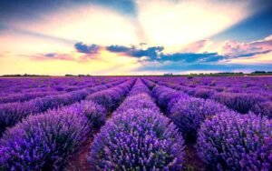 lavender.jpg