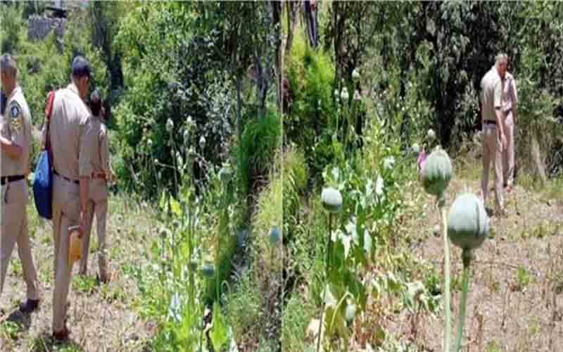 पुलिस ने लहुसन के खेत में अफीम के पौधे किए बरामद, मामला दर्ज