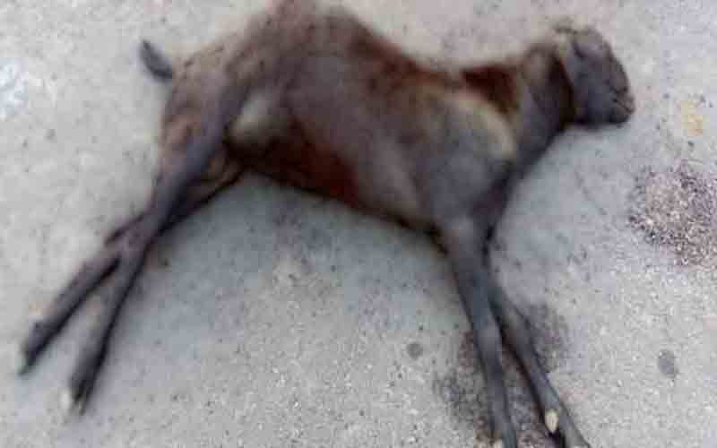 आदमखोर तेंदुए ने 2 बकरों को बनाया अपना शिकार, क्षेत्र में दहशत का माहौल