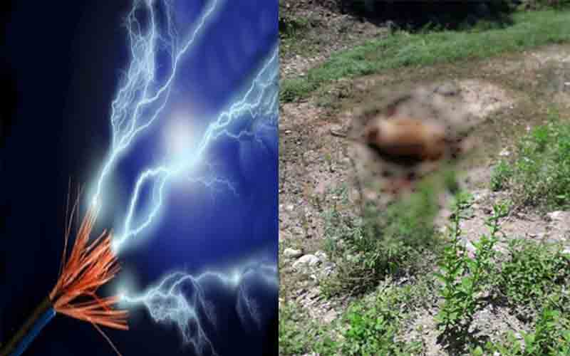 बीबीएमबी की बिजली की तार की चपेट में आई गाय, दर्दनाक मौत