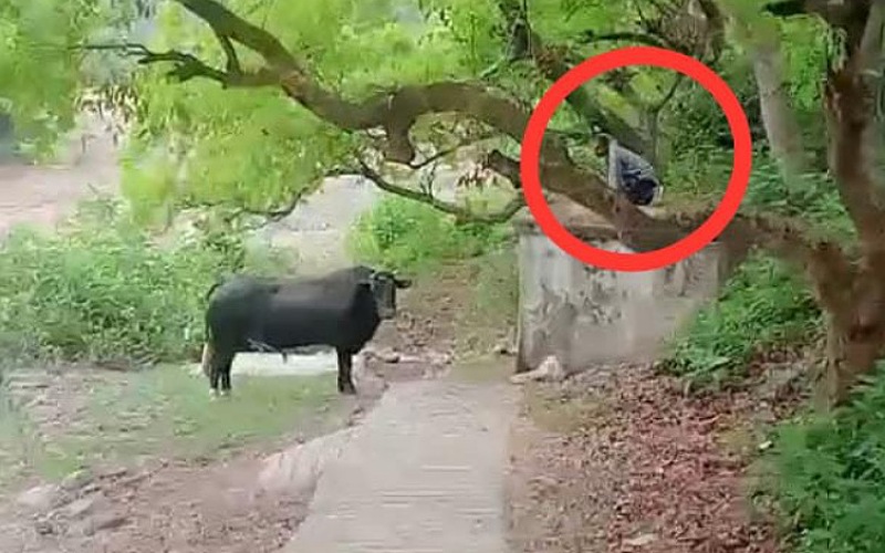 सिरमौर में हाथी के बाद अब सांड का हमला