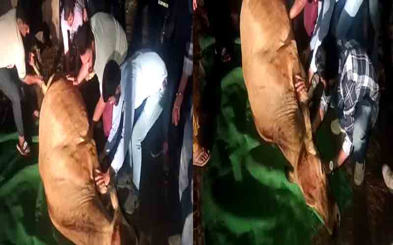 गोरक्षा दल स्वारघाट के सदस्यों ने घायल गोवंश को रेस्क्यू कर पहुंचाया महादेव गोशाला पंजेहरा