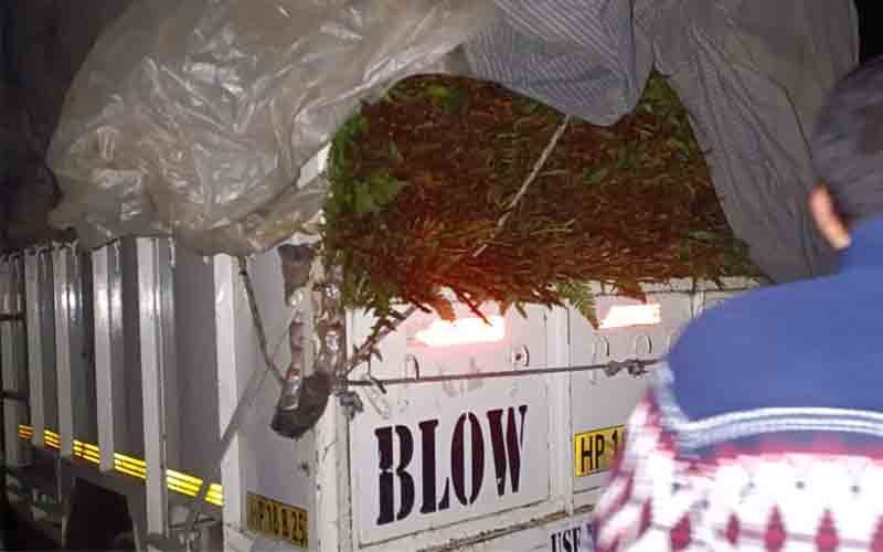 रेणुका जी वन विभाग ने पकड़ी फर्न से लदी पिकअप