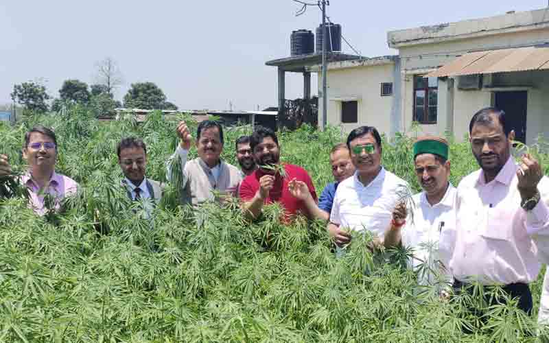 समिति ने उत्तराखंड में भांग के खेतों में जाकर जानी खेती की व्यवहारिकता