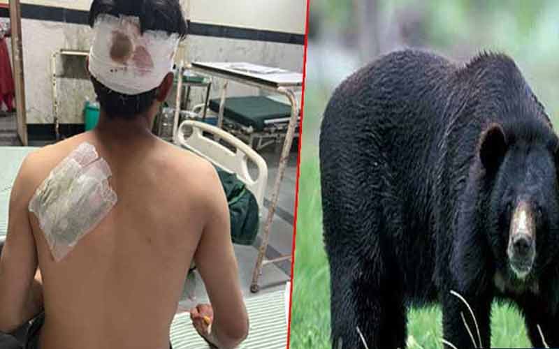 युवक पर झाड़ियों में छुपे भालू ने किया जानलेवा हमला, गंभीर रूप से घायल