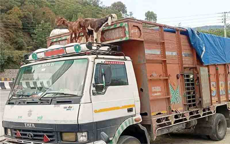 ट्रक में ठूंस कर ले जाई जा रही थी बकरियाँ, पुलिस ने किया चालान