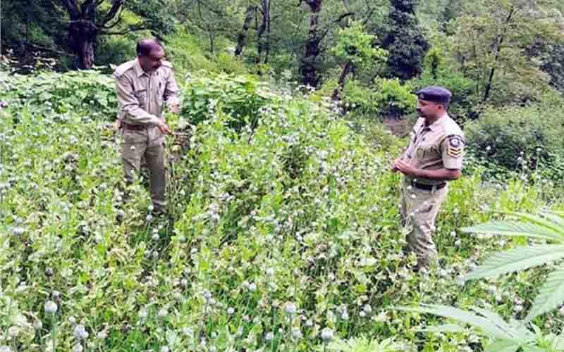 पुलिस ने दबिश देकर अफीम के 83,000 पौधे किए नष्ट