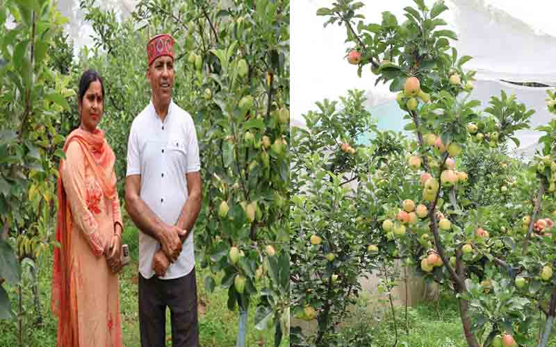 सेब में स्वरोजगार का स्वाद, कांगड़ा के मैदानी इलाके में लहलहाई ठंडे पहाड़ों की फसल