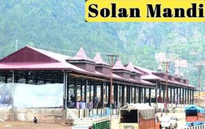 SOLANMANDI.jpg