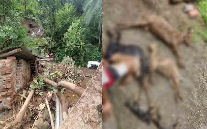 गौशाला पर गिरे तीन पेड़, चपेट में आने से 5 बकरियों की गई जान