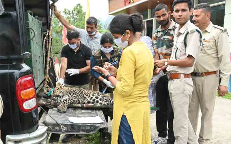 वन विभाग ने द्रमनाला गांव में नर तेंदुआ किया रेस्क्यू