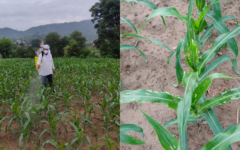 मक्की की फसल पर सुंडी(कीट)का हमला, किसानों की बढ़ी चिंता