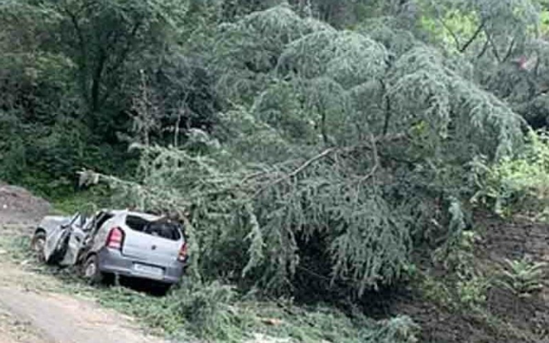 चलती कार पर गिरा पेड़, 52 वर्षीय व्यक्ति की मौत