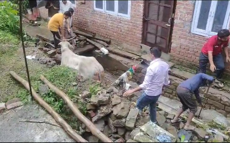 नाहन के चौहान का बाग में स्थानीय लोगों ने नाले में फंसे बैल को किया रेस्क्यू