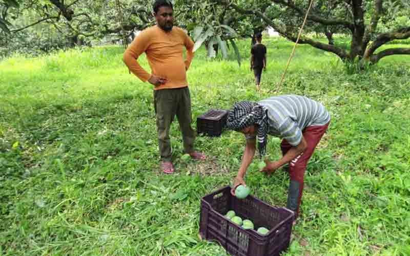 सिरमौर में आम का सीजन शुरू, लोगों के मूंह की मिठास बढ़ाएगा फलों का राजा