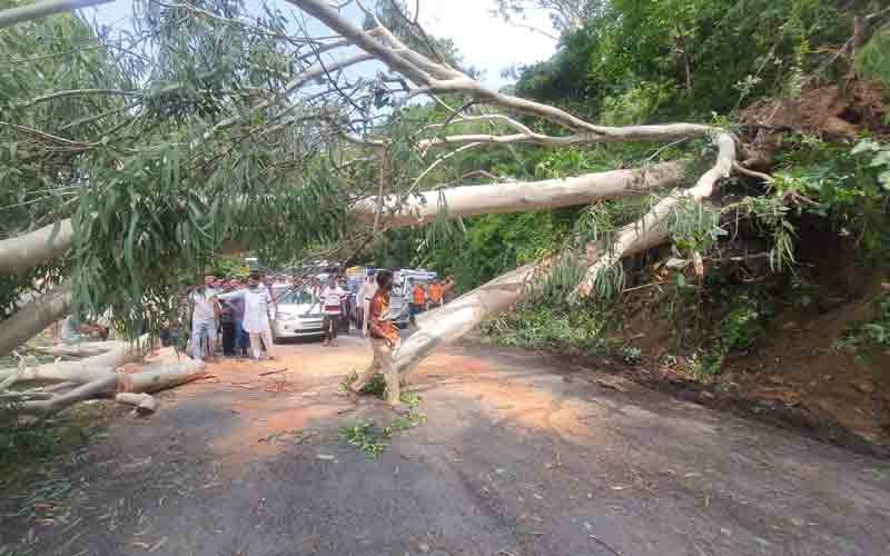एनएच-07 पर गिरा विशाल पेड़, 2 घंटे से अधिक लगा जाम