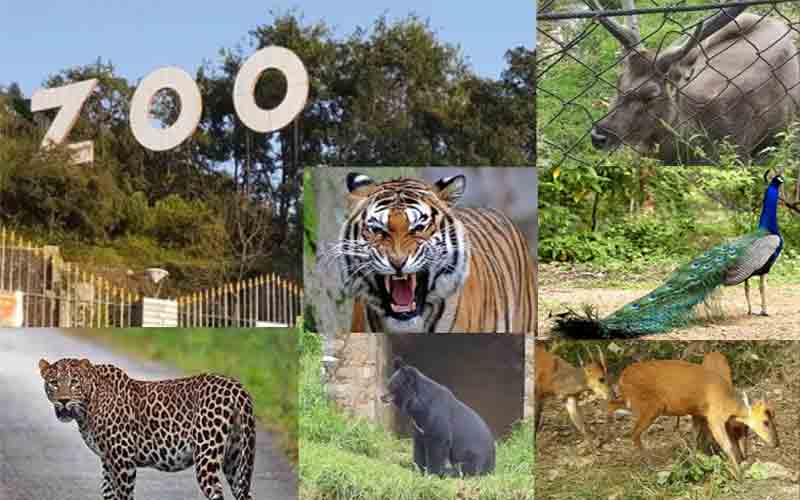 हिमाचल का सबसे बड़ा चिड़ियाघर कांगड़ा के वनखंडी में होगा तैयार