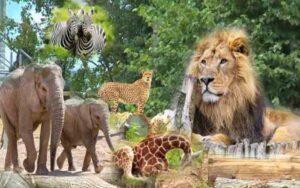 ZOO.jpg