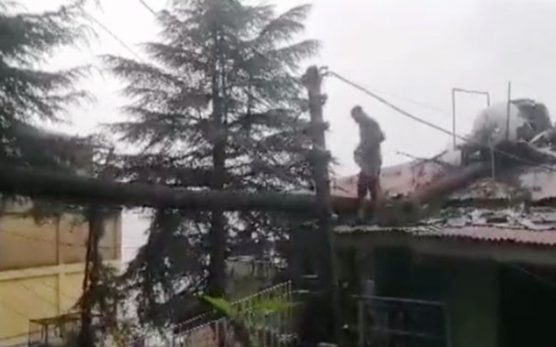 हाउसिंग बोर्ड कॉलोनी में मकान पर गिरा पेड़, हुआ भारी नुक्सान