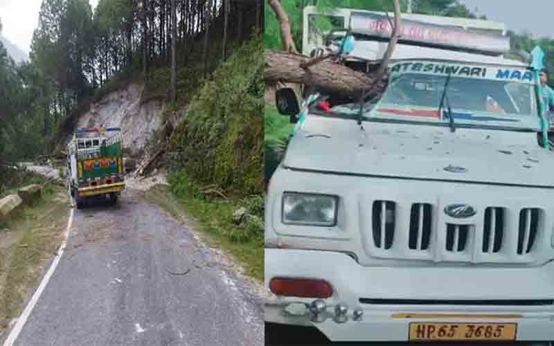 चलती पिकअप पर अचानक गिरा पेड़, 2 जख्मी