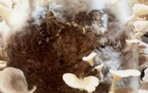 MASHROOM.jpg