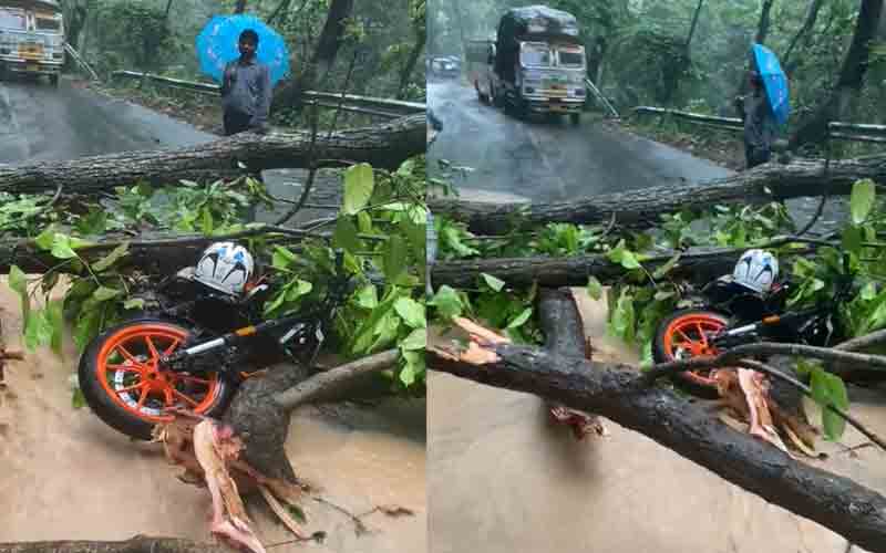 बारिश का कहर: चलती बाइक पर अचानक गिरा बड़ा पेड़, दो युवक जख्मी