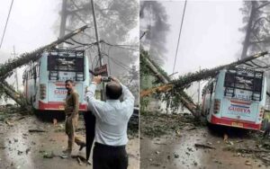 Tree-fell-on-private-bus-in.jpg