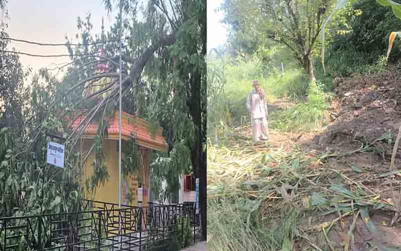बिलासपुर में बारिश के बाद अब अंधड़ से तबाही, मक्की की फसल तबाह, कई पेड़ गिरे