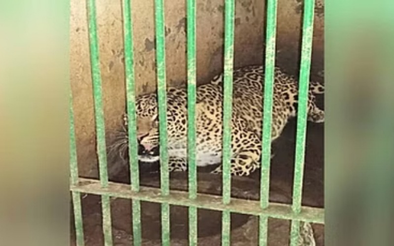 मिनी चिड़ियाघर रेणुकाजी में पहुंचा तेंदुए का एक नया जोड़ा, अब इतनी हुई संख्या…..