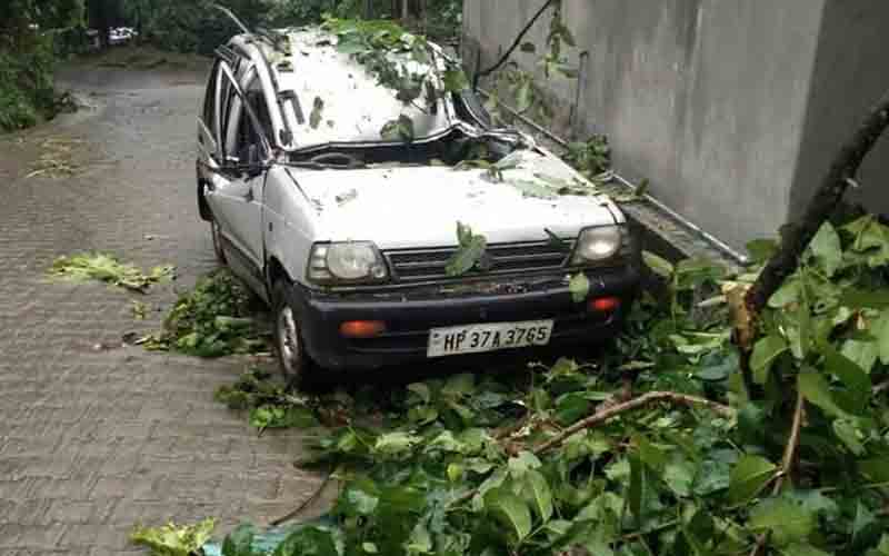 चलती गाड़ी पर अचानक गिरा पेड़, हादसे में चालक घायल