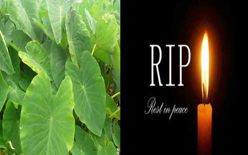 परिवार को अरबी के पत्तों की सब्जी खाना पड़ा महंगा, युवती की मौत, अन्य अस्पताल में भर्ती