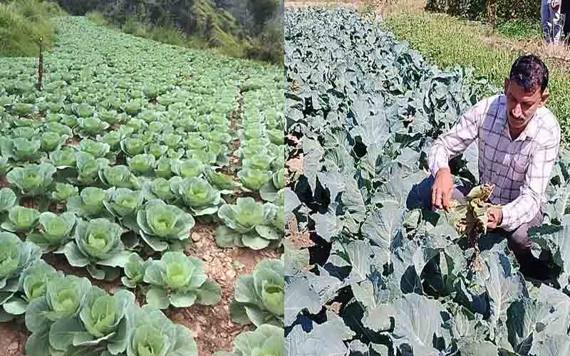 बे मौसमी सब्जियां उगाकर किसानों के लिए प्रेरणा स्रोत बने भनोता के संजीव कुमार