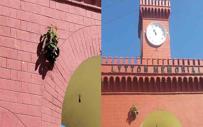 नाहन नगर परिषद ने शुरू किया धरोहर पर पेड़ लगाओ अभियान !
