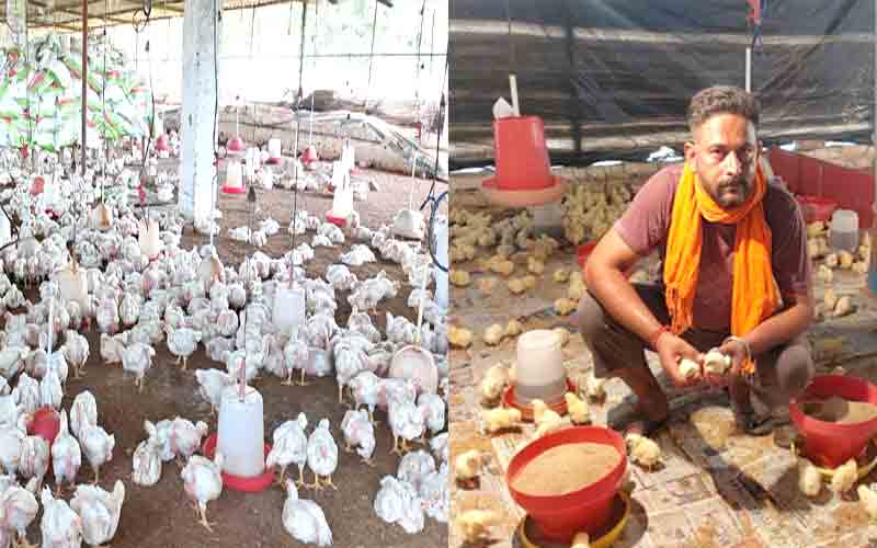मुर्गी पालन व्यवसाय से जनकौर निवासी सुशील कुमार कमा रहे प्रतिमाह 20 से 25 हजार रुपए