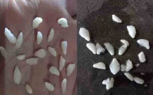 RICE.jpg