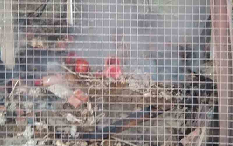 आग की भेंट चढ़ा पोल्ट्री फार्म, जिंदा जले हज़ारों मुर्गे…..