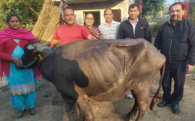पशु अस्पताल बरनोह डॉक्टरों की टीम ने भैंस के डायफ्रगमेटिक हर्निया का किया सफल ऑप्रेशन