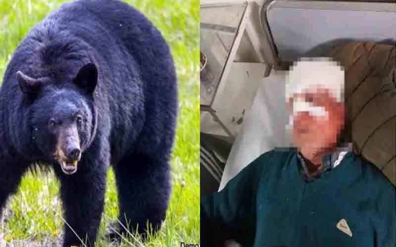 सैर पर निकले व्यक्ति पर भालू ने किया हमला, गंभीर रूप से घायल