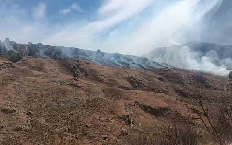 आग की भेंट चढ़ा टिकरी का जंगल, देवदार के इतने पौधे जलकर राख…..