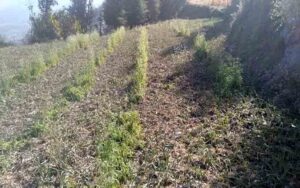 Garlic-and-other-crops-with.jpg