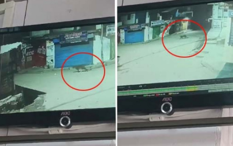 तेंदुए की दस्तक से क्षेत्र में  दहशत का माहौल, लोगों का घरों से बाहर निकलना हुआ मुश्किल