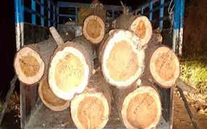 पुलिस ने राजगढ़ में पिकअप से बरामद किए देवदार के स्लीपर, चालक गिरफ्तार