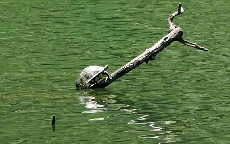 सबसे बड़ी प्राकृतिक झील श्री रेणुका जी में मिली कछुओं की 5 प्रजातियां