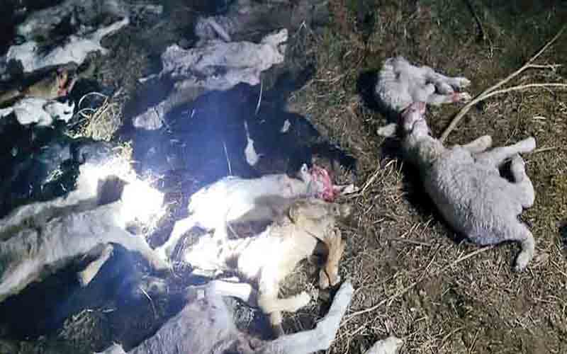 मकतेड़ी के जंगल में तेंदुए के जोड़े ने 20 मेमनों पर किया हमला