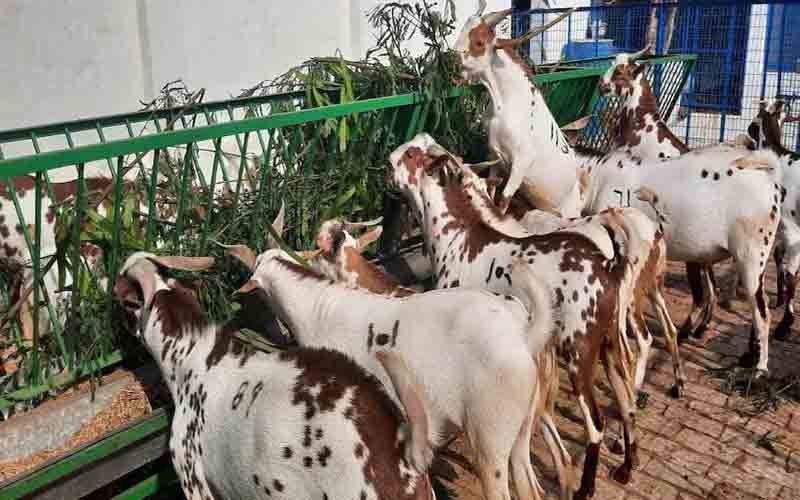 गिरिपार इलाके में माघी त्योहार की तैयारियां शुरू, काटे जाएंगे 35 हजार बकरे