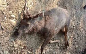 Deer-died-due-to-collision-.jpg