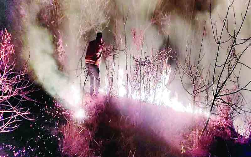 दियार के जंगल में भड़की आग, वन संपदा जलकर राख